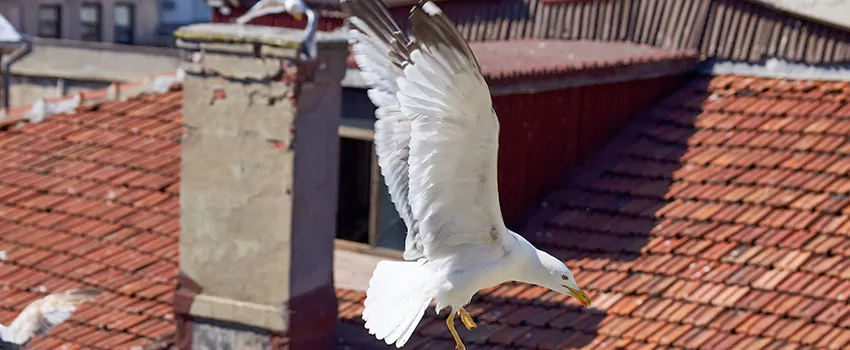 Residential Chimney Animal Removal Solution in Rosenberg, TX