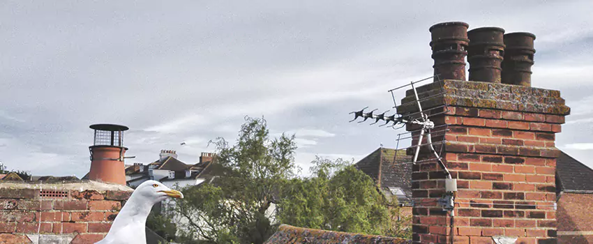 Chimney Cleaning And Restoration in Rosenberg, Texas